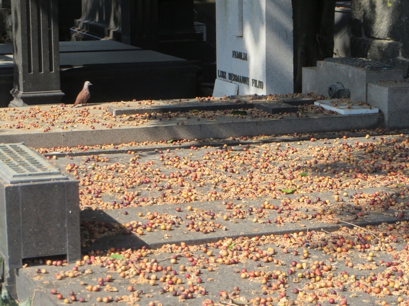 sao joao batista cemetery botafogo rio